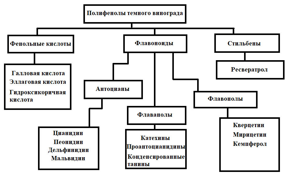 польза черного винограда