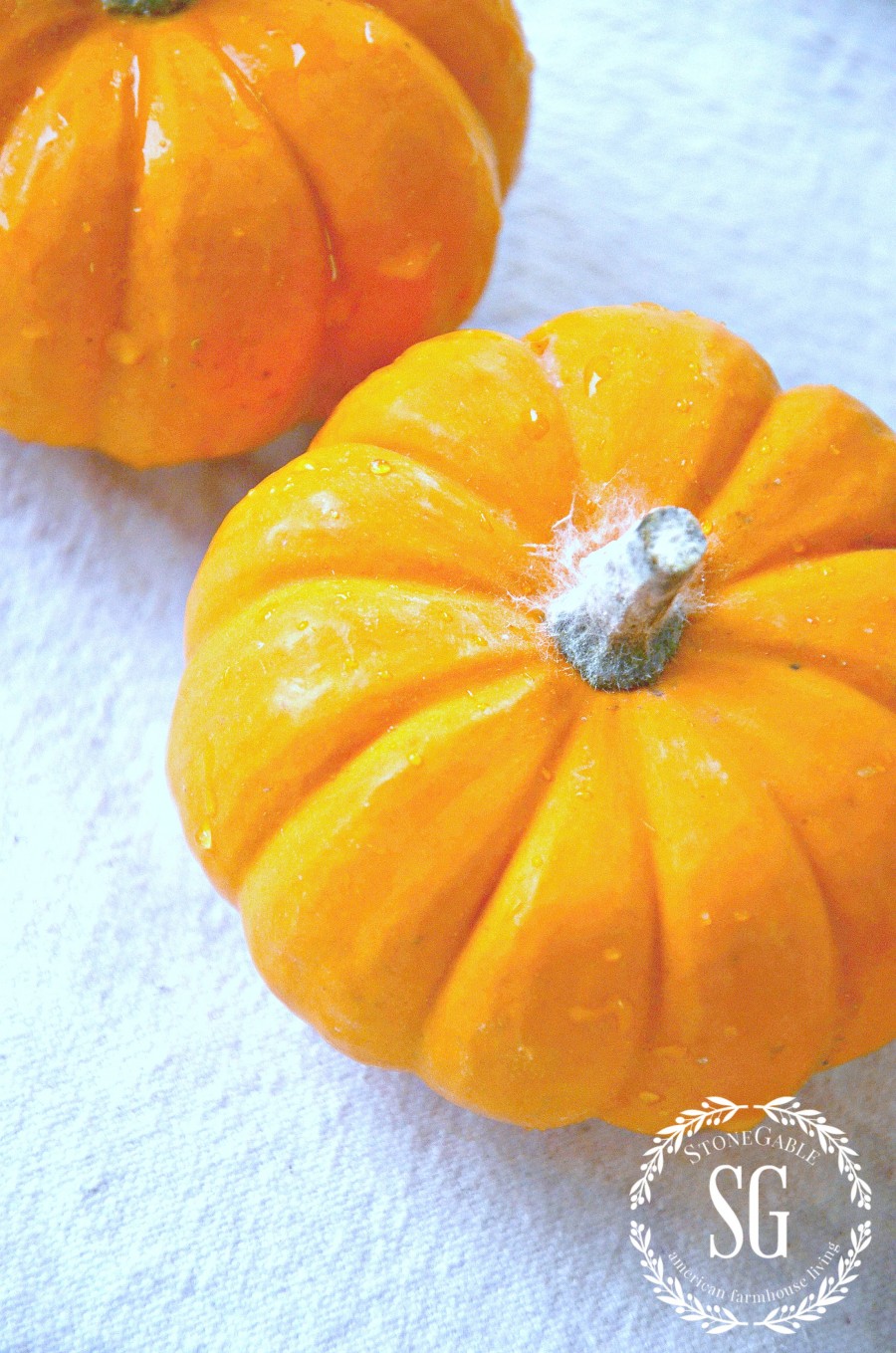 KEEPING PUMPKINS FRESH- Easy tips for keeping pumpkins looking great longer-stonegableblog.com