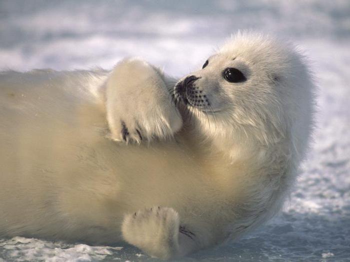 тюлени северного ледовитого океана