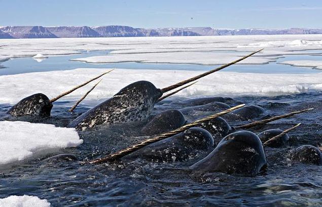 природа северного ледовитого океана