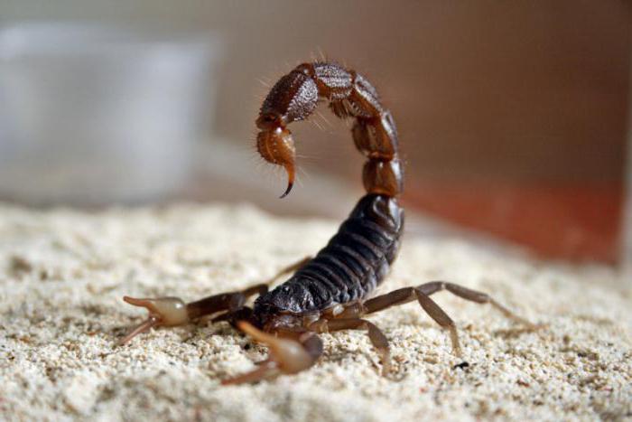скорпион это животное или насекомое фото