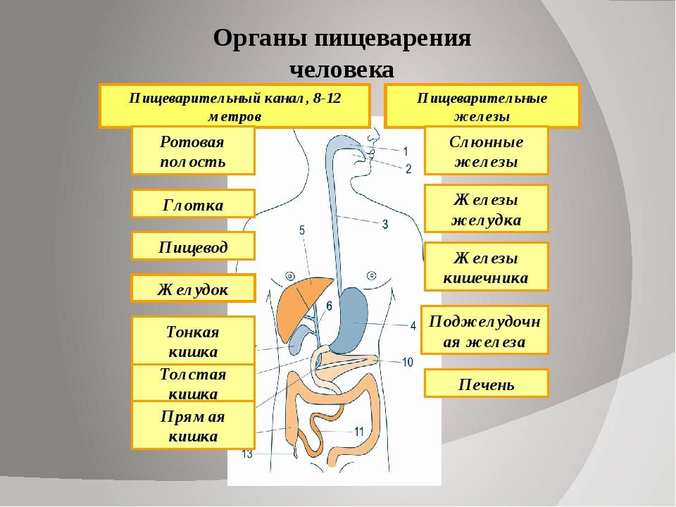 Схема передвижения пищи по пищеварительному тракту