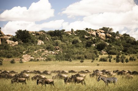 Антилопы гну в национальном парке Серенгети