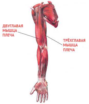 Двуглавая и трехглавая мышца. Двуглавая и трехглавая мышца руки. Трёхглавая и двухглавая мышца плеча. Двух Главная и трехглавая мышца плеча. Трехглавая мышца.